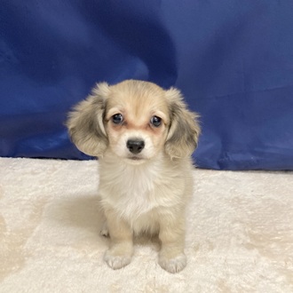 愛知県のチワックス(チワワ×ダックス) (犬の家＆猫の里一宮店/2025年9月28日生まれ/男の子/フォーン)の子犬