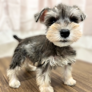 兵庫県のミニチュアシュナウザー (犬の家＆猫の里カナート西神戸店/2025年9月26日生まれ/男の子/ソルトペッパー)の子犬