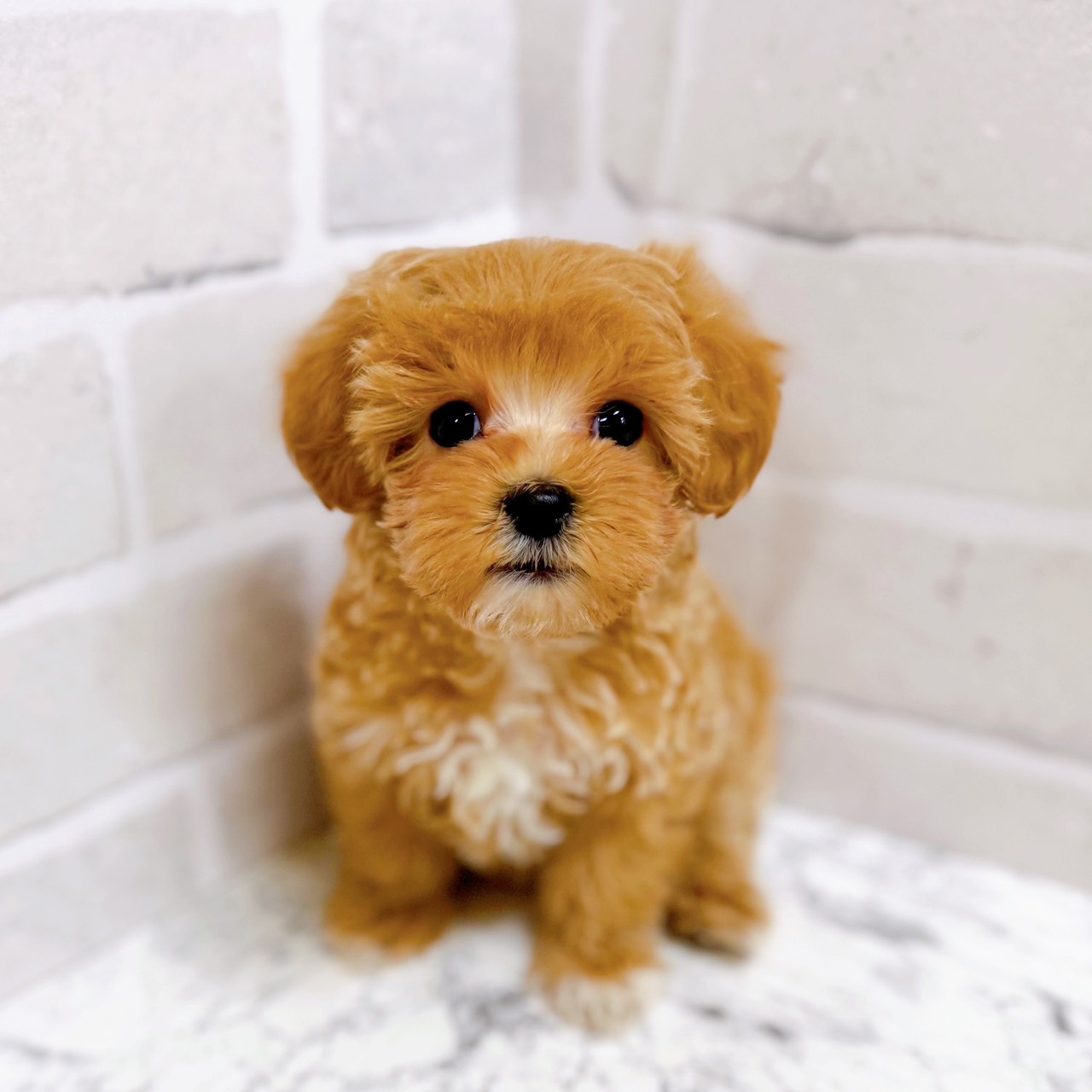 ハーフ犬女の子の写真