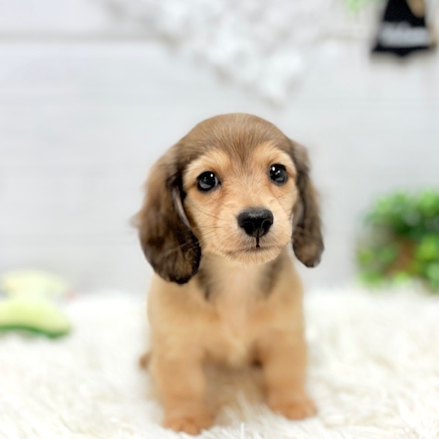 愛知県のカニンヘンダックスフンド(ロング) (犬の家＆猫の里豊田店/2025年9月21日生まれ/男の子/シェーデットイエロー)の子犬