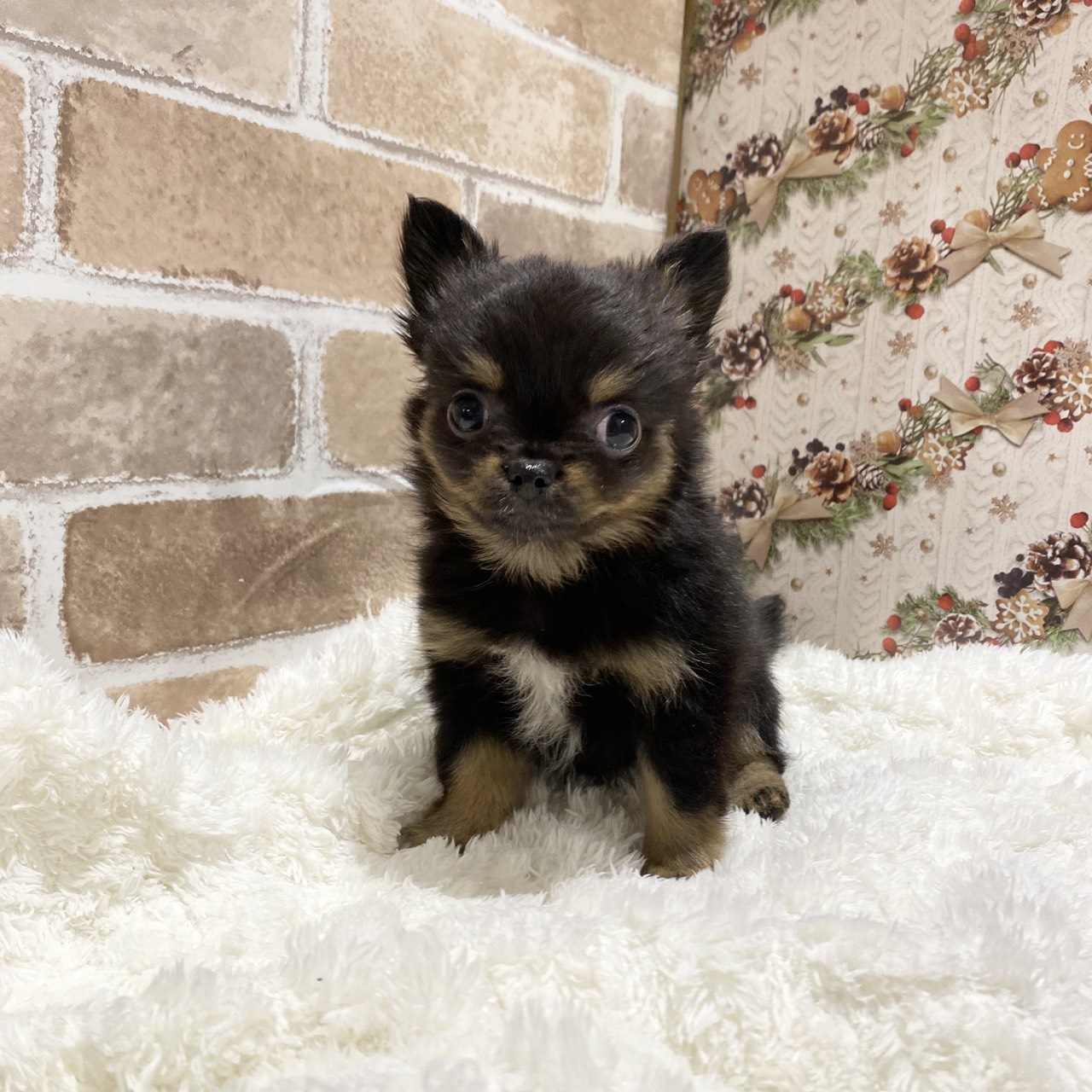 長野県のポメチワ/チワポメ/ポメチー(ポメラニアン×チワワ) (犬の家＆猫の里カインズ梓川店/2025年9月22日生まれ/女の子/ブラックタン)の子犬