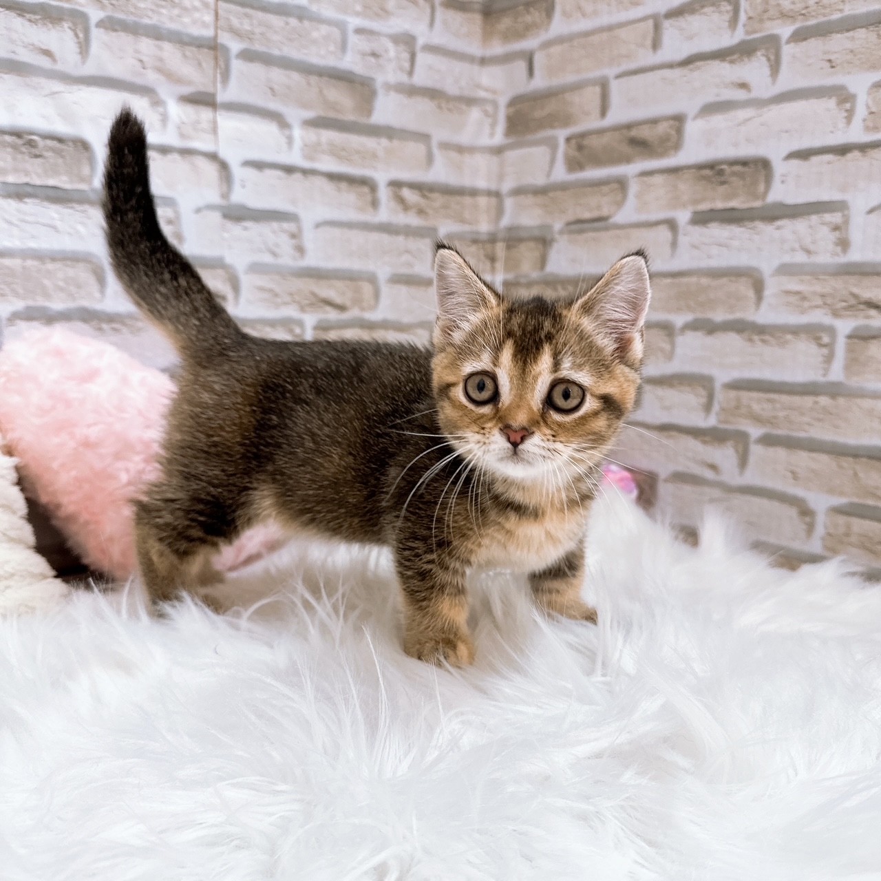 マンチカン女の子の写真