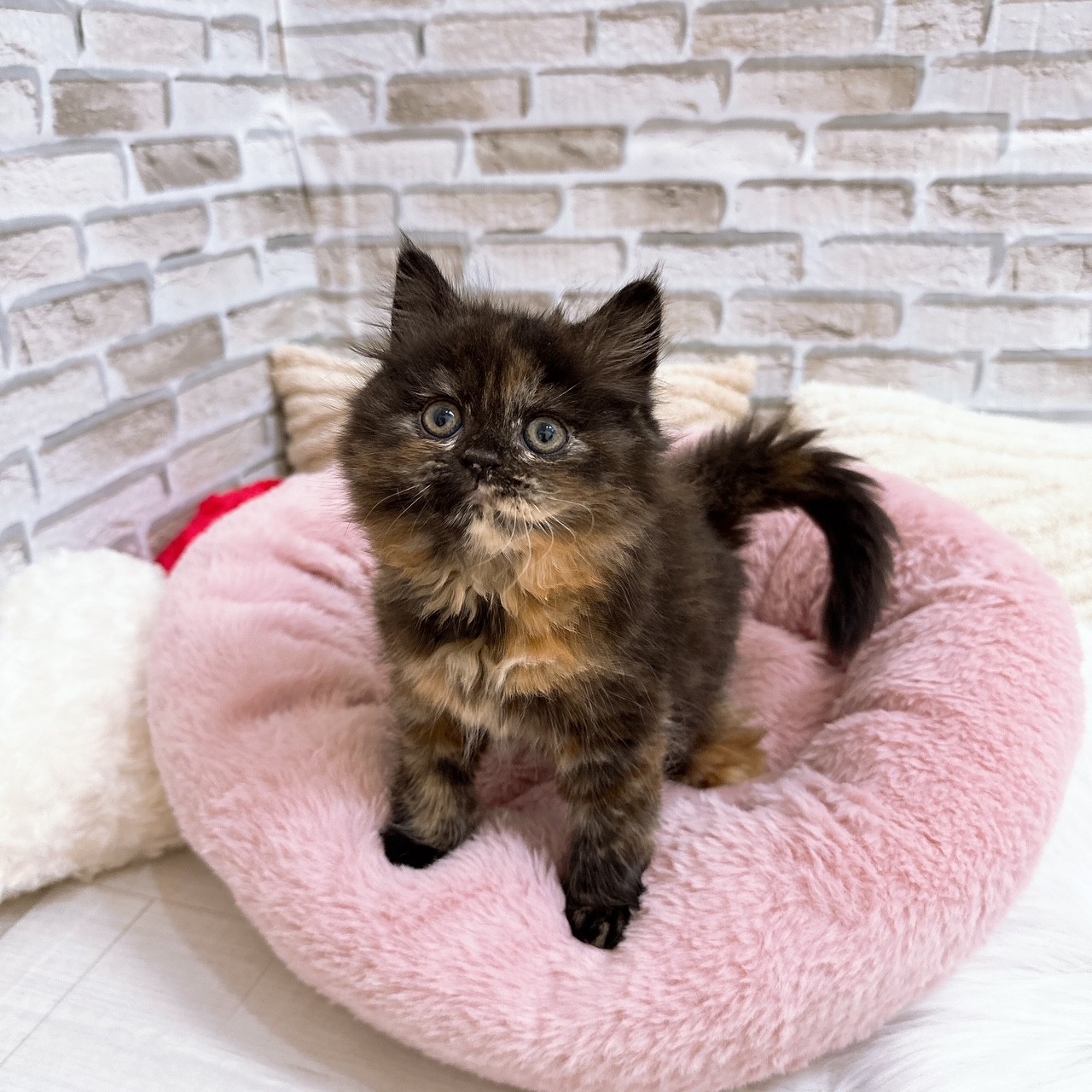 神奈川県のスコティッシュフォールド (犬の家＆猫の里モザイクモール港北店/2025年9月30日生まれ/女の子/トーティー)の子猫の1枚目の画像