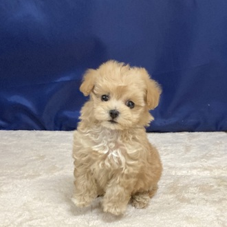 ハーフ犬女の子の写真