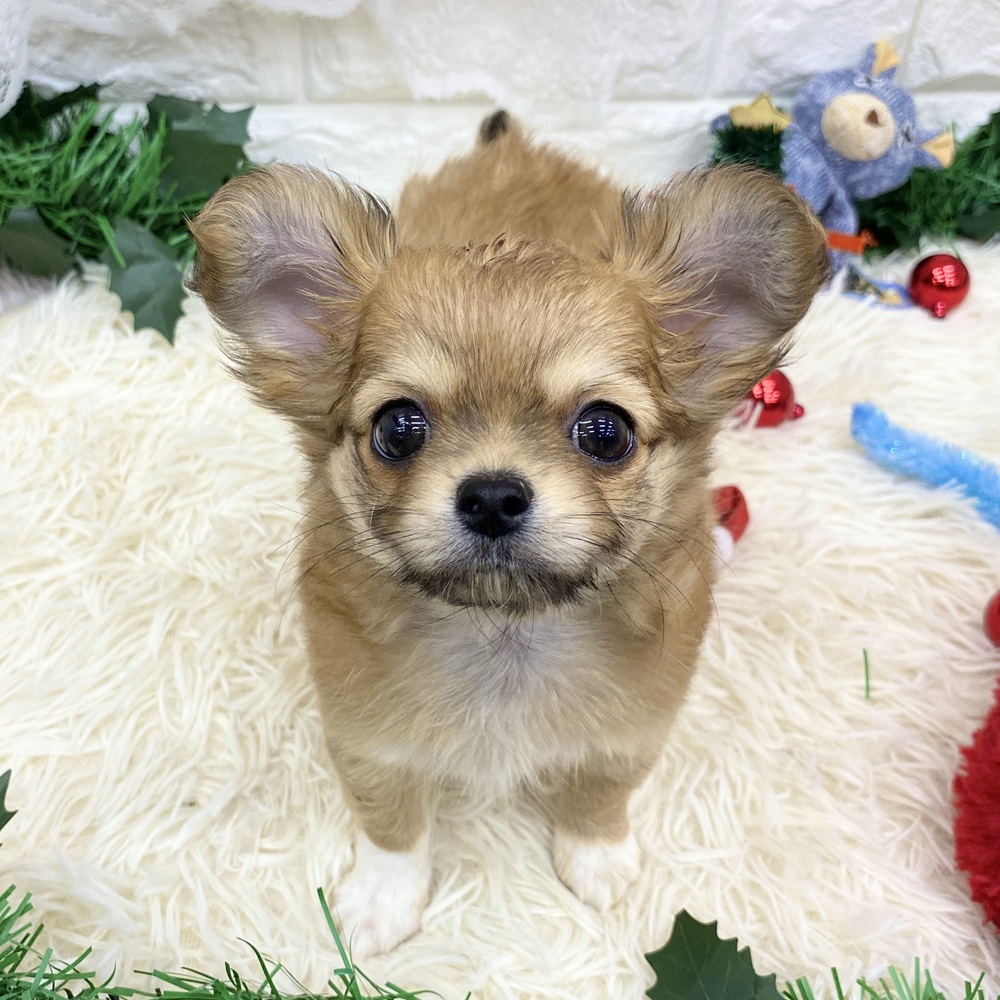 愛知県のチワワ(ロング) (犬の家＆猫の里MEGAドン・キホーテ東海名和店/2025年9月29日生まれ/女の子/レッドホワイト)の子犬の1枚目の画像