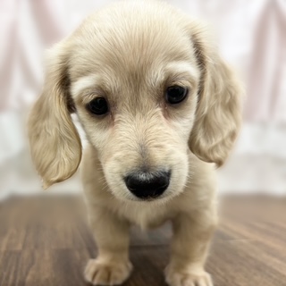 ミニチュアダックス男の子の写真