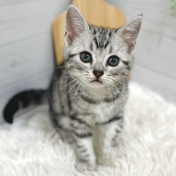 愛知県のアメリカンショートヘアー (犬の家＆猫の里豊田店/2025年10月4日生まれ/男の子/シルバータビー)の子猫の1枚目の画像