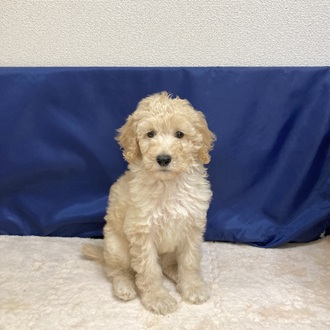 スタンダードプードル男の子の写真