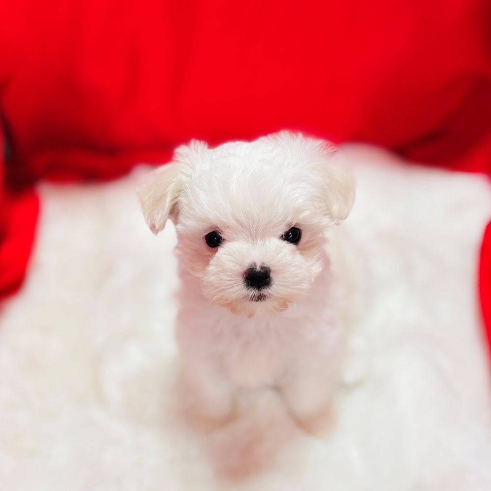 マルチーズ女の子の写真