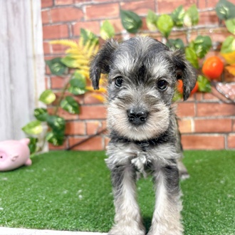 ミニチュアシュナウザー男の子の写真