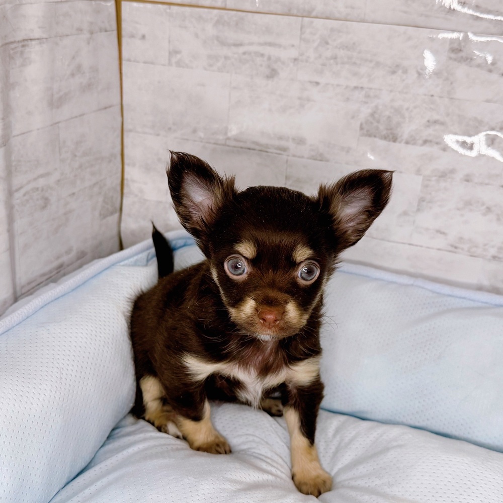 チワワ（ロング）女の子の写真