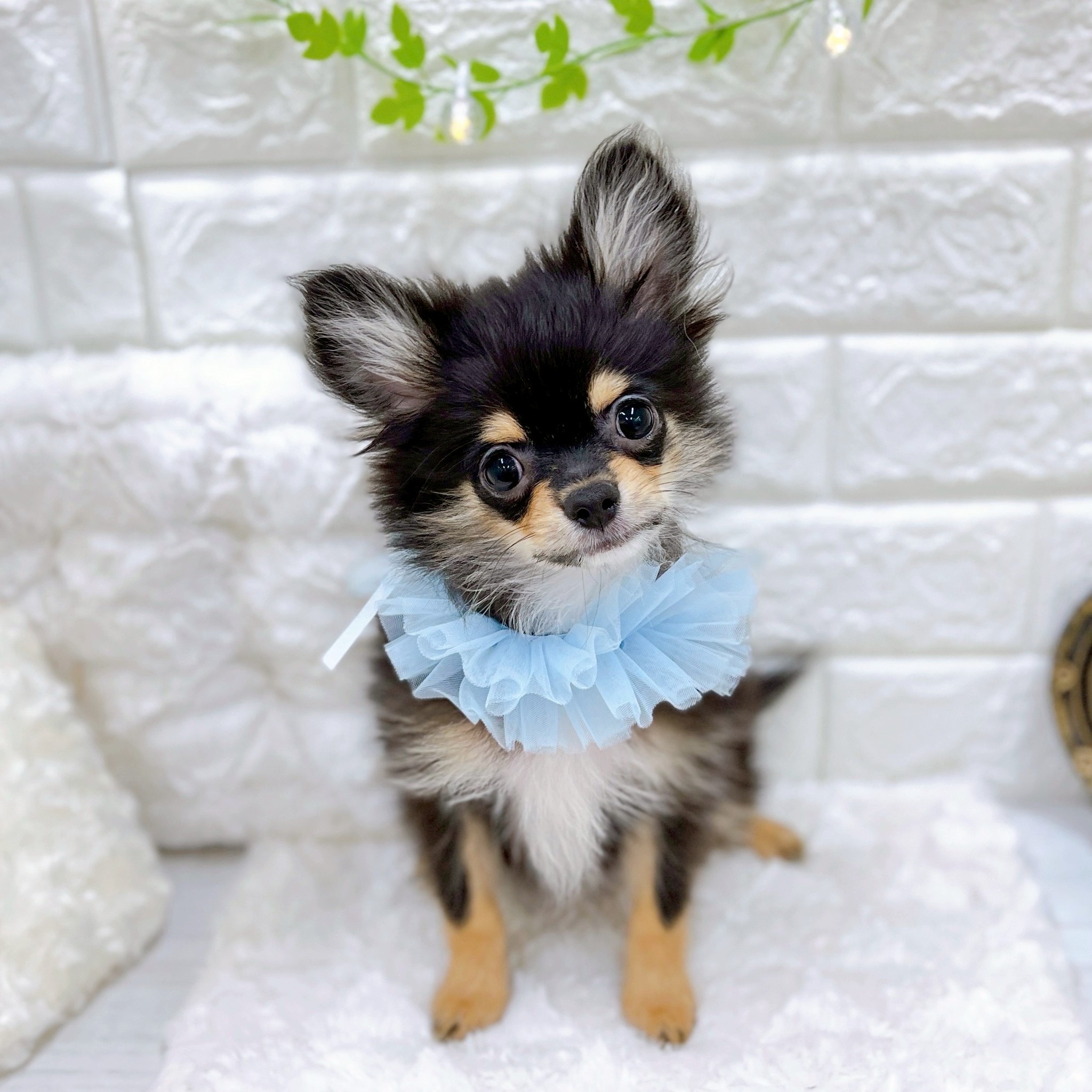 福井県のポメチワ/チワポメ/ポメチー(ポメラニアン×チワワ) (犬の家＆猫の里アミーゴ福井店/2025年10月7日生まれ/男の子/ブラックタン)の子犬の1枚目の画像