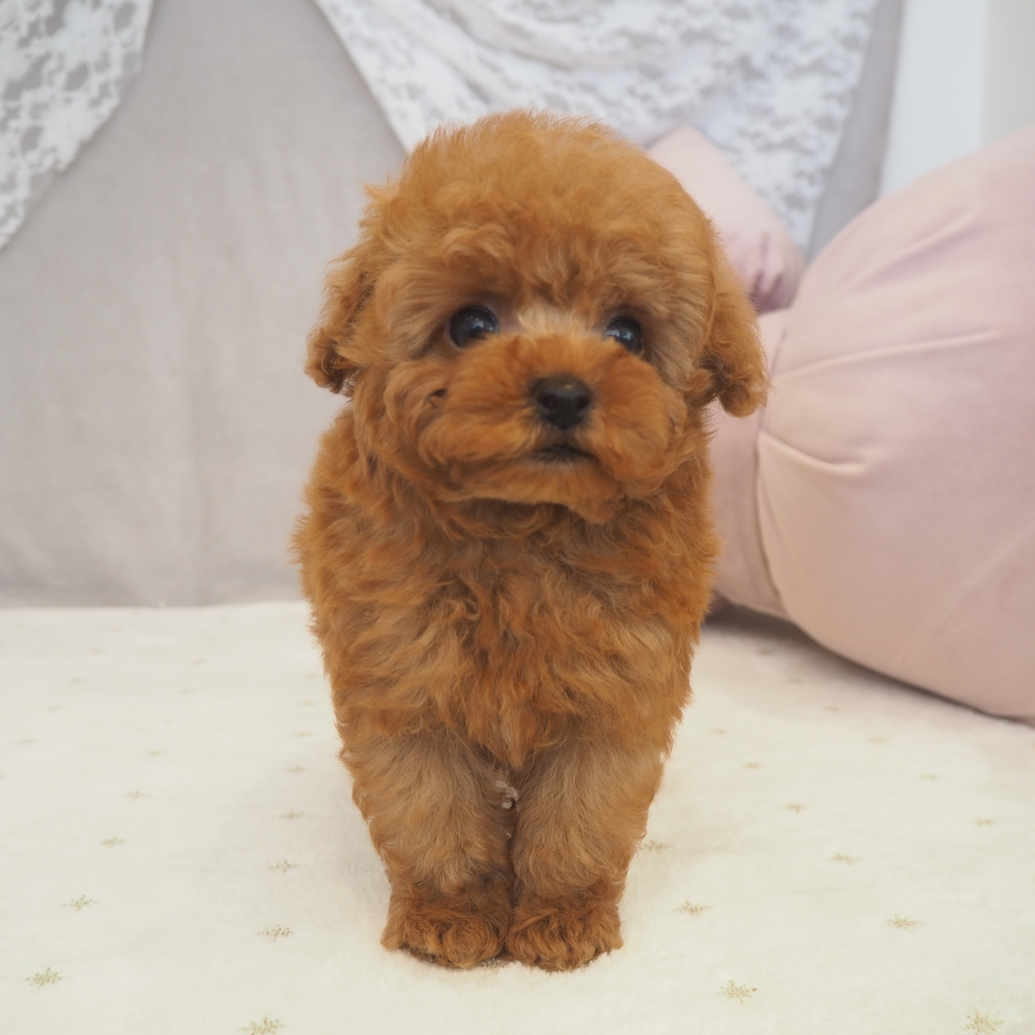 タイニープードル男の子の写真