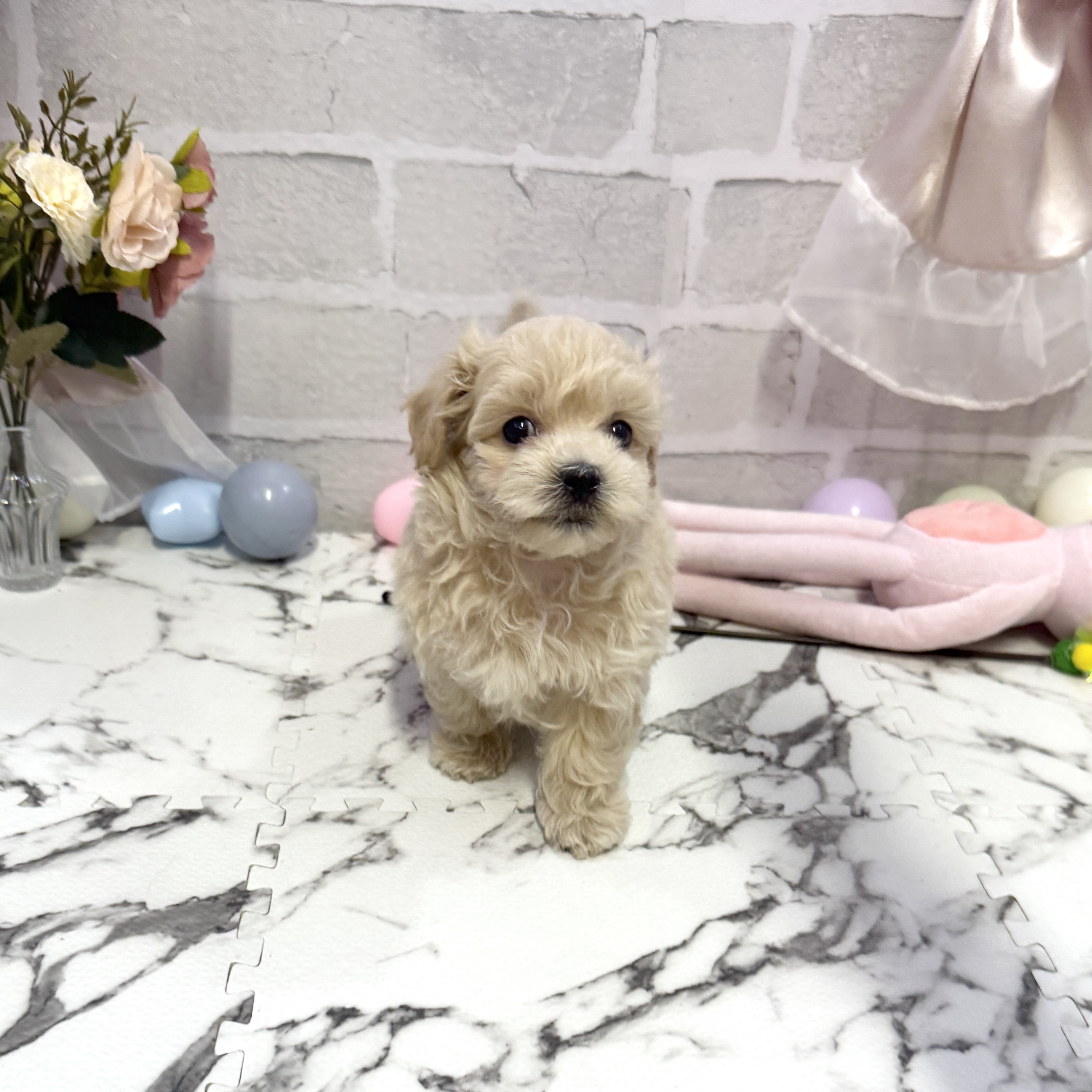 ハーフ犬男の子の写真