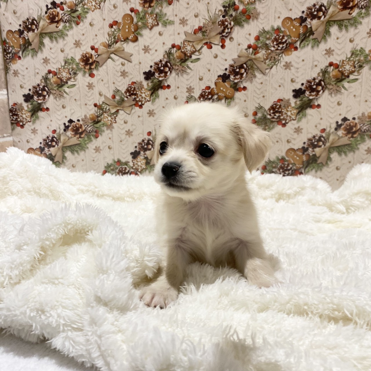 ハーフ犬女の子の写真