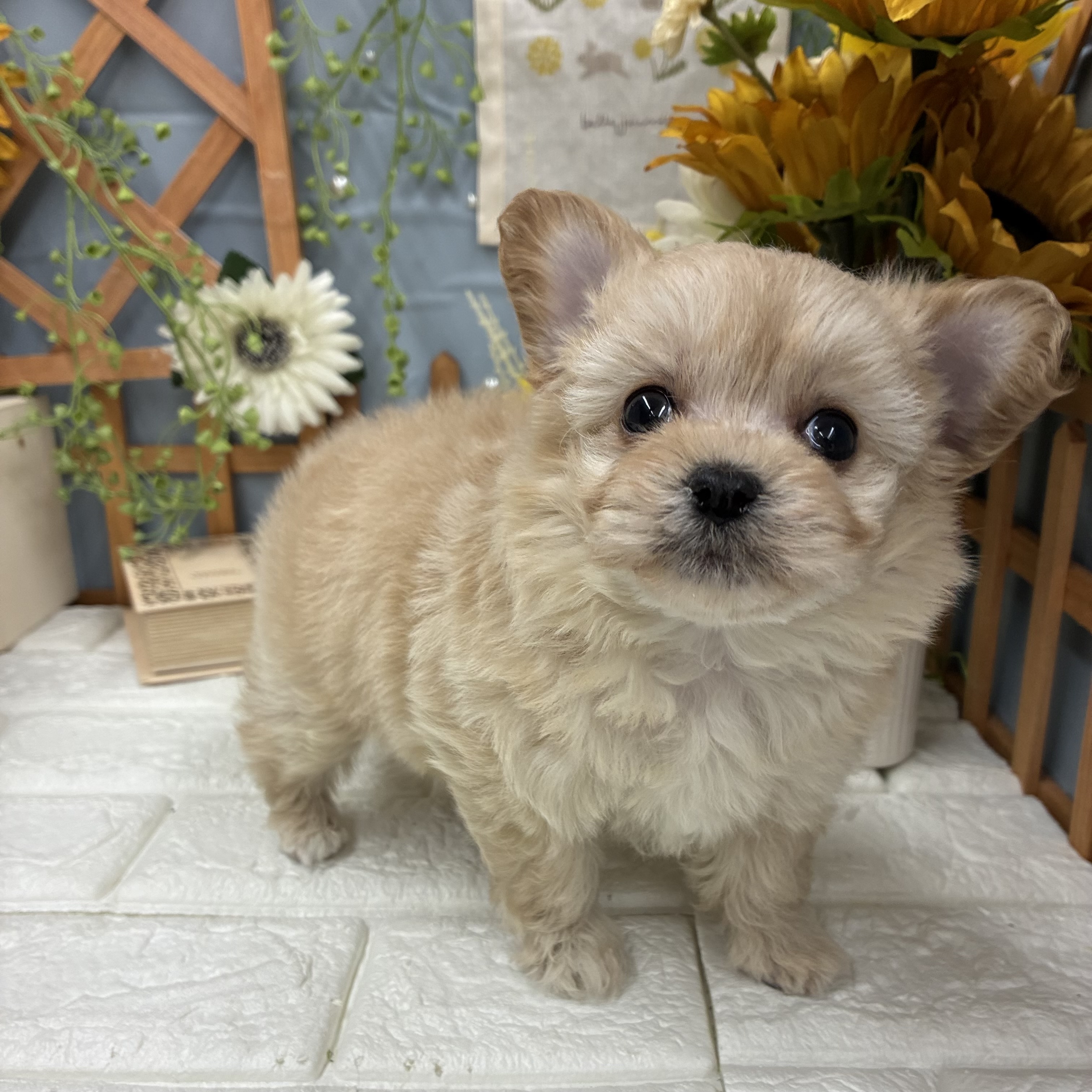 ハーフ犬女の子の写真