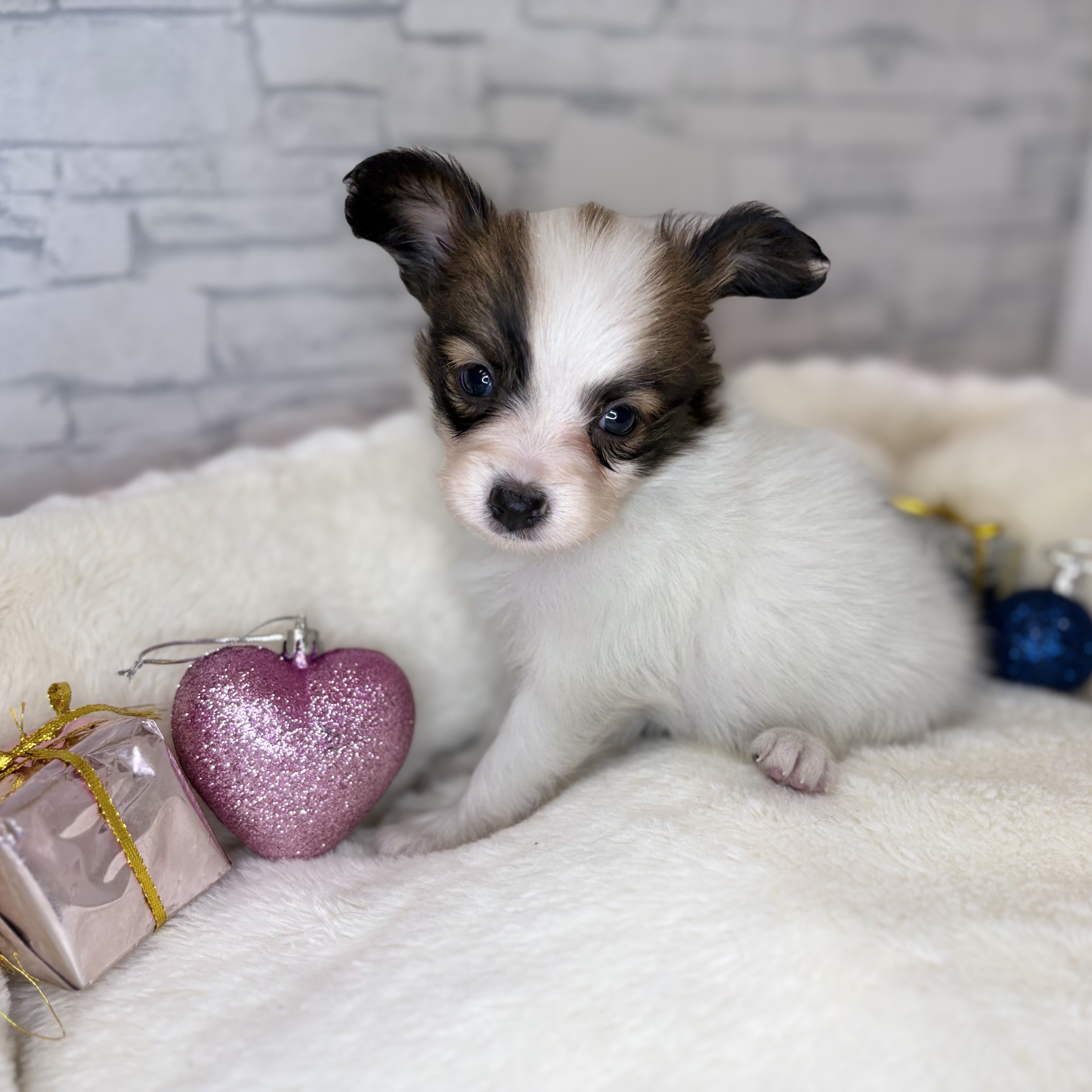 長野県のパピヨン (犬の家＆猫の里長野店/2025年10月14日生まれ/女の子/ホワイトブラウン)の子犬の1枚目の画像