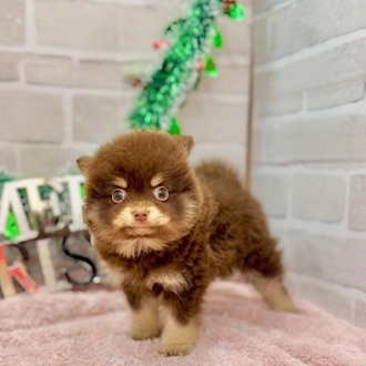 ポメラニアン女の子の写真