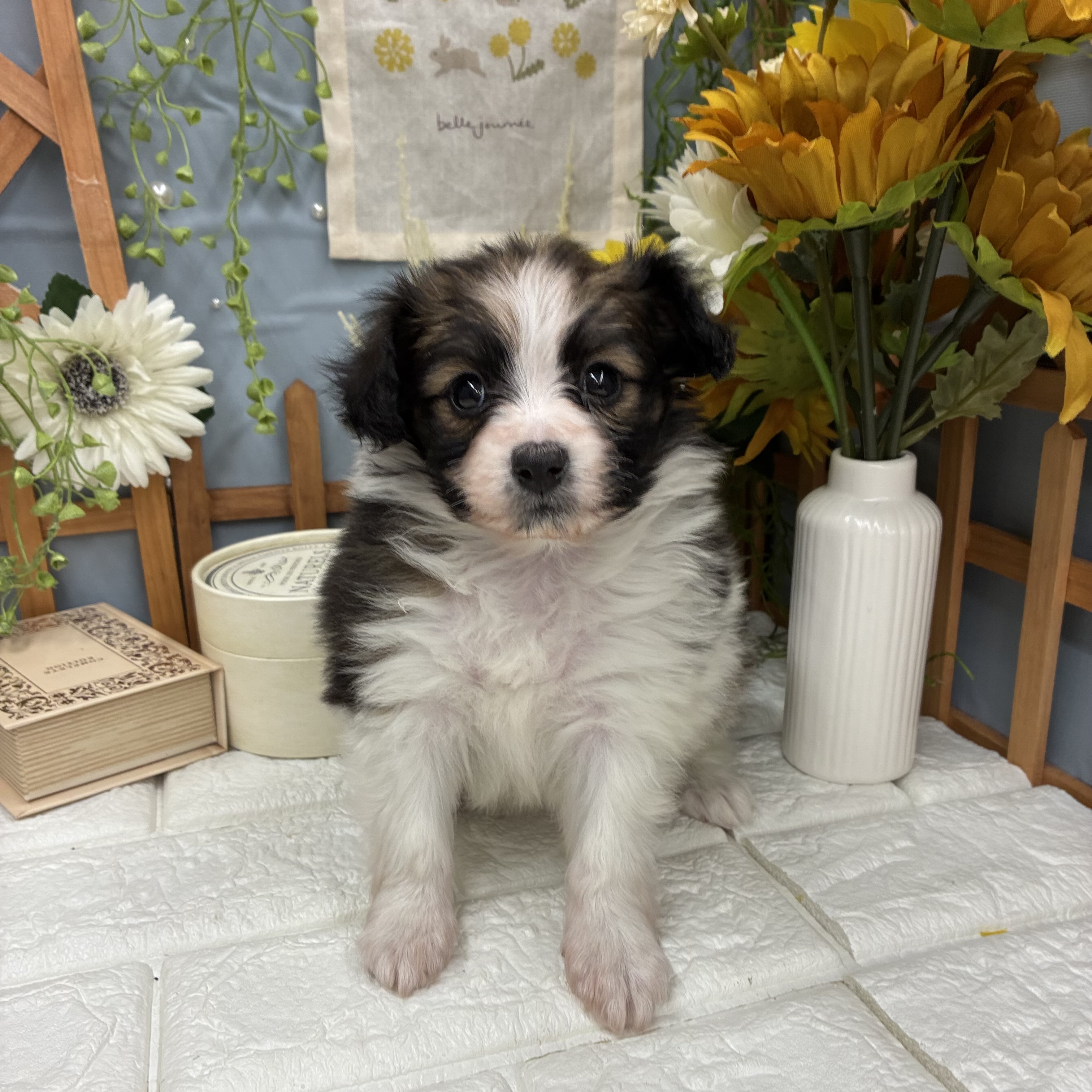 千葉県のパピヨン (犬の家＆猫の里ワンズモール稲毛店/2025年10月14日生まれ/女の子/ホワイトブラウン)の子犬の1枚目の画像