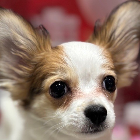 福岡県のパピチー/チワパピ(パピヨン×チワワ) (犬の家＆猫の里トリアス久山店/2025年10月14日生まれ/女の子/ホワイトブラウン)の子犬の1枚目の画像