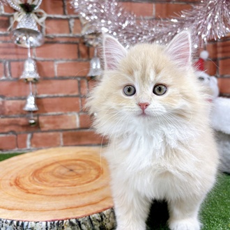 サイベリアン女の子の写真