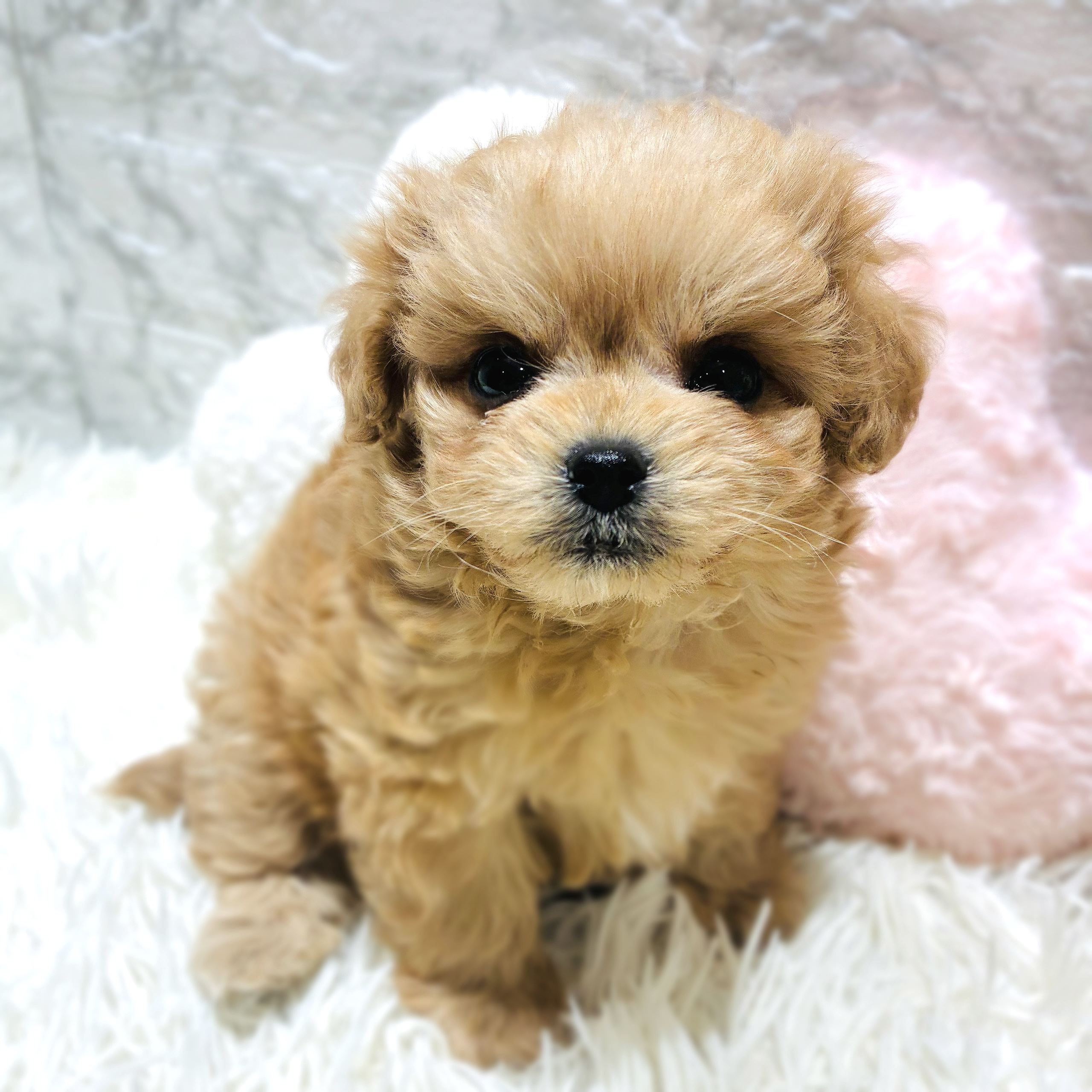 ハーフ犬男の子の写真