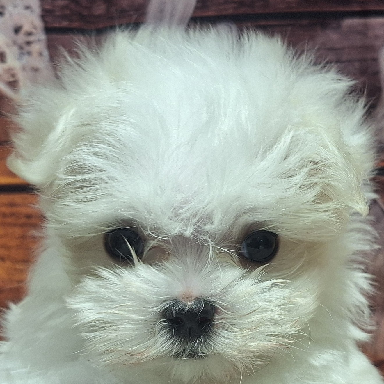 福岡県のマルチーズ (犬の家＆猫の里トリアス久山店/2025年10月13日生まれ/女の子/ホワイト)の子犬の1枚目の画像