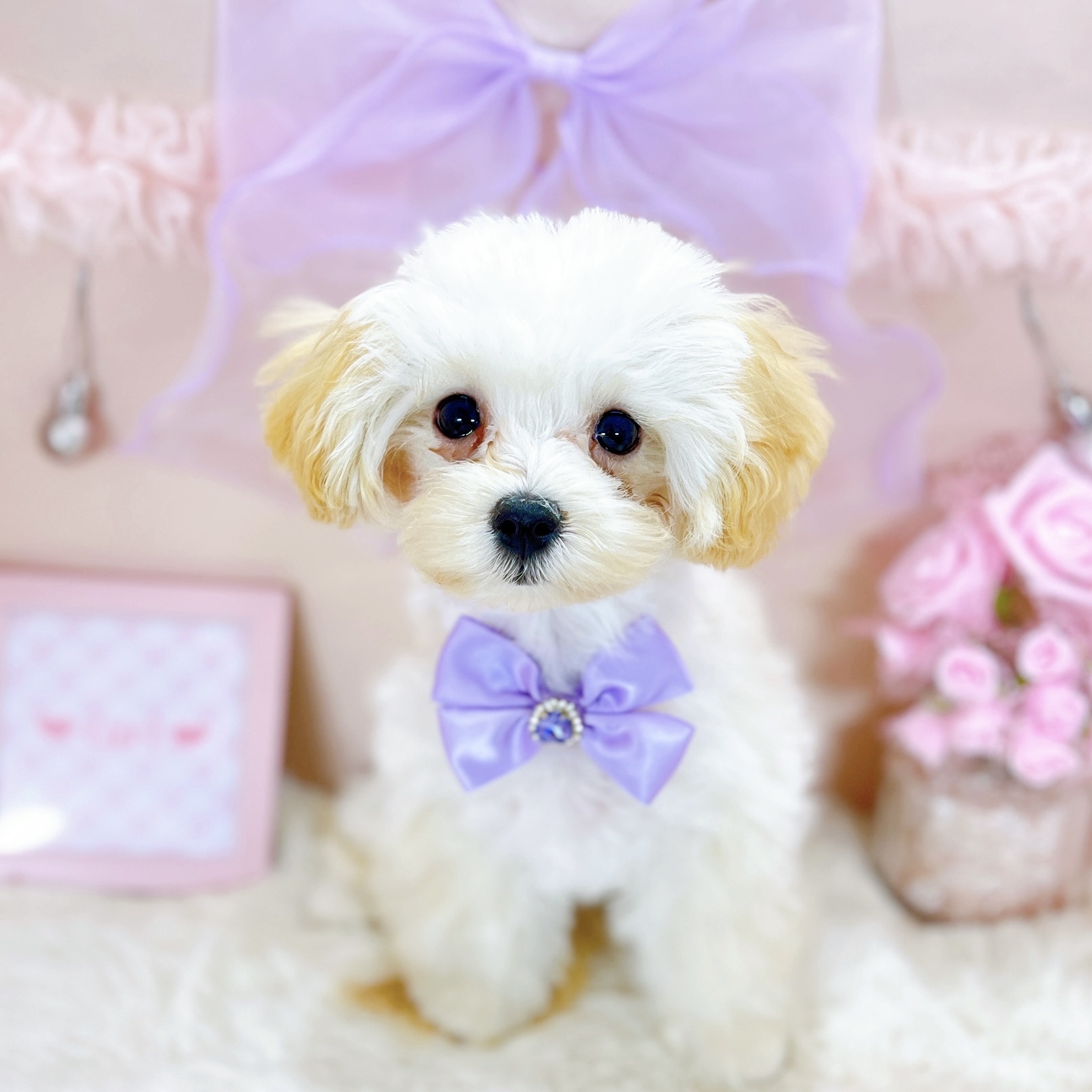 福井県のマルプー(マルチーズ×プードル) (犬の家＆猫の里アミーゴ福井大和田店/2025年10月19日生まれ/女の子/クリーム)の子犬の1枚目の画像