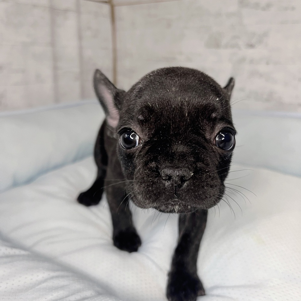 長野県のフレンチブルドッグ (犬の家＆猫の里塩尻店/2025年10月16日生まれ/女の子/ブリンドル)の子犬の1枚目の画像
