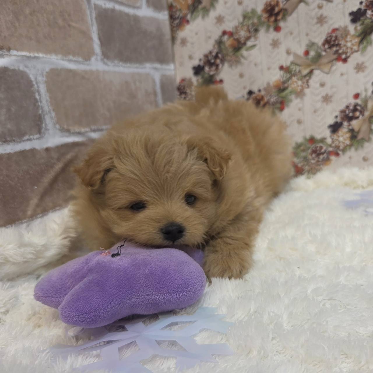 長野県のポメプー(ポメラニアン×プードル) (犬の家＆猫の里カインズ梓川店/2025年10月19日生まれ/男の子/オレンジ)の子犬の1枚目の画像