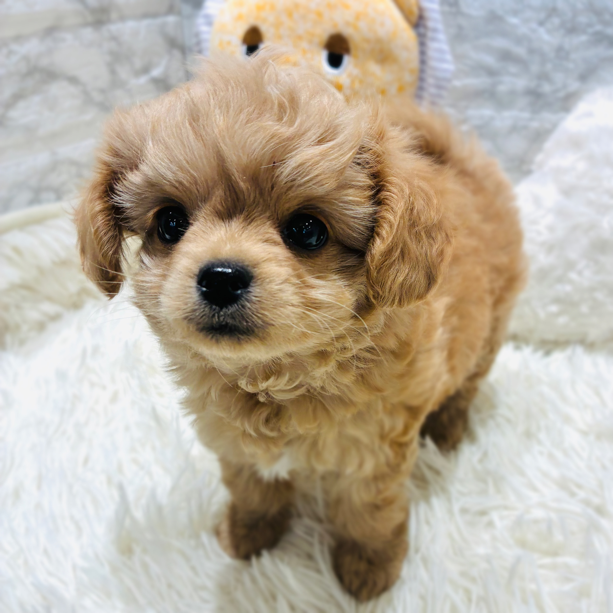愛知県のチワプー/プーチー(チワワ×プードル) (犬の家＆猫の里MiO香久山店/2025年10月20日生まれ/男の子/アプリコット)の子犬の1枚目の画像