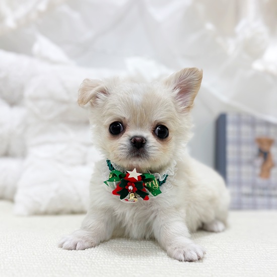 岐阜県のチワワ(ロング) (犬の家＆猫の里カラフルタウン岐阜店/2025年10月20日生まれ/男の子/クリームホワイト)の子犬の1枚目の画像
