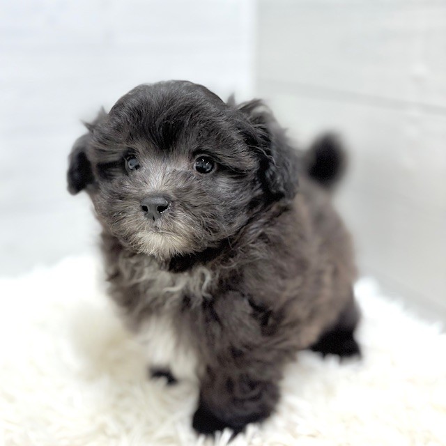 愛知県のマルプー(マルチーズ×プードル) (犬の家＆猫の里豊田店/2025年10月21日生まれ/男の子/ブラックホワイト)の子犬の1枚目の画像