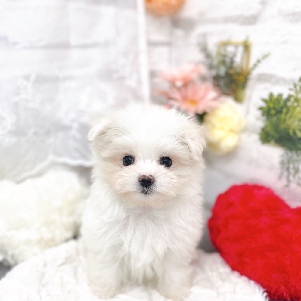 京都府のポメマル/マルポメ(ポメラニアン×マルチーズ) (犬の家＆猫の里京都樟葉店/2025年10月22日生まれ/女の子/ホワイト)の子犬の1枚目の画像