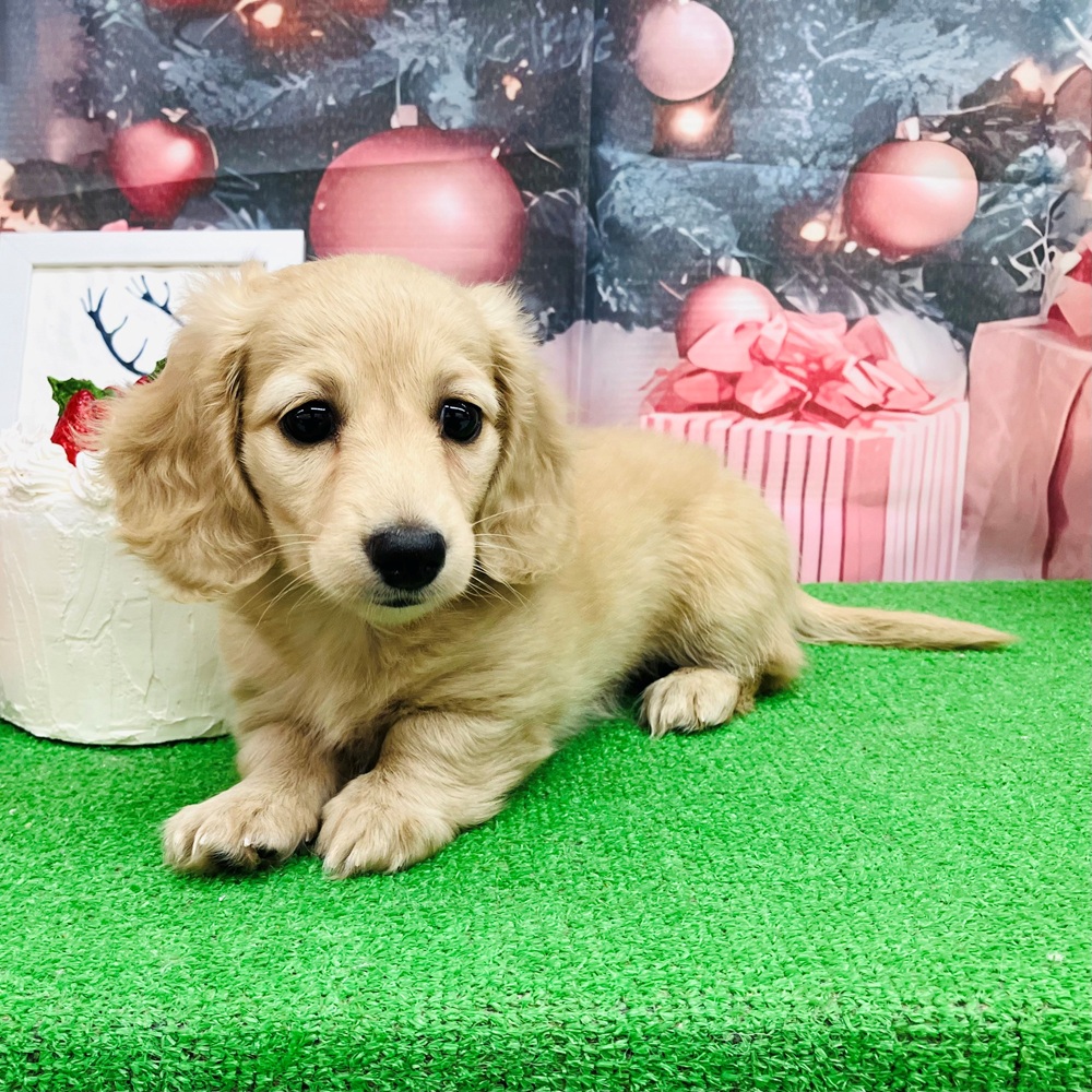 愛知県のミニチュアダックスフンド(ロング) (犬の家＆猫の里名古屋天白店/2025年10月25日生まれ/女の子/イエロー)の子犬の1枚目の画像