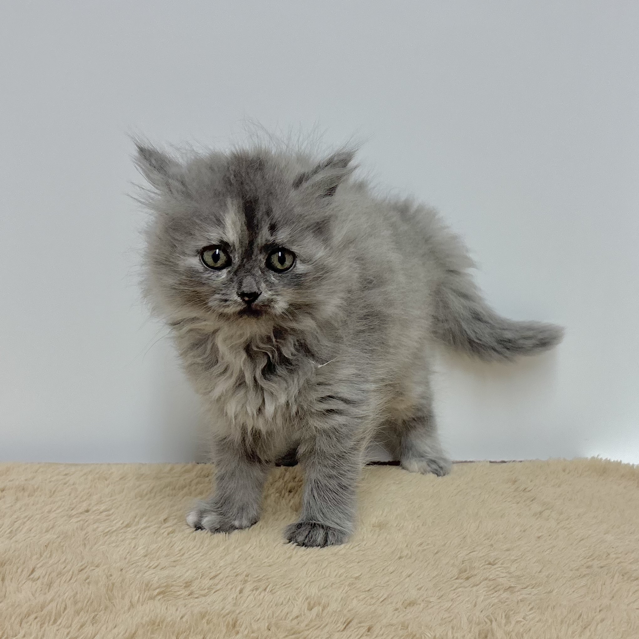 神奈川県のサイベリアン (犬の家＆猫の里相模原店/2025年10月27日生まれ/女の子/ブルークリーム)の子猫の1枚目の画像