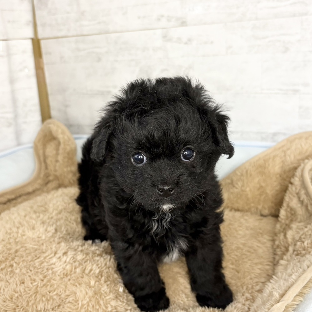 長野県のチワプー/プーチー(チワワ×プードル) (犬の家＆猫の里塩尻店/2025年10月24日生まれ/男の子/ブラックホワイト)の子犬の1枚目の画像