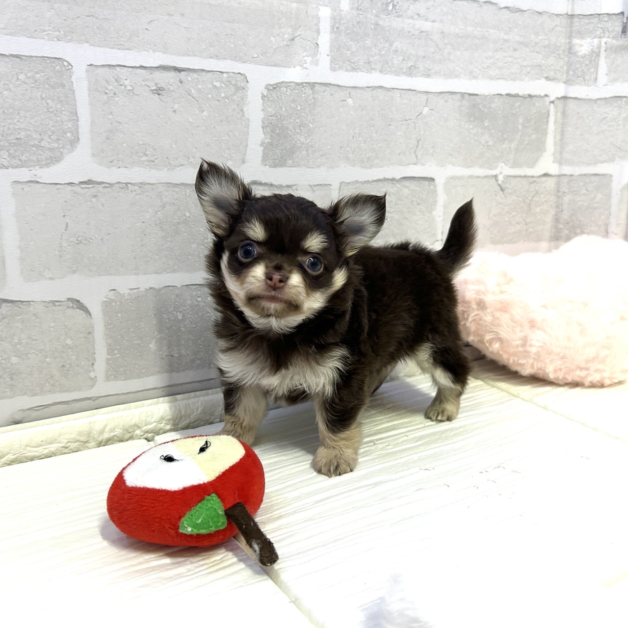 愛知県のチワワ(ロング) (犬の家＆猫の里岡崎店/2025年10月27日生まれ/男の子/チョコレートタンホワイト)の子犬の1枚目の画像