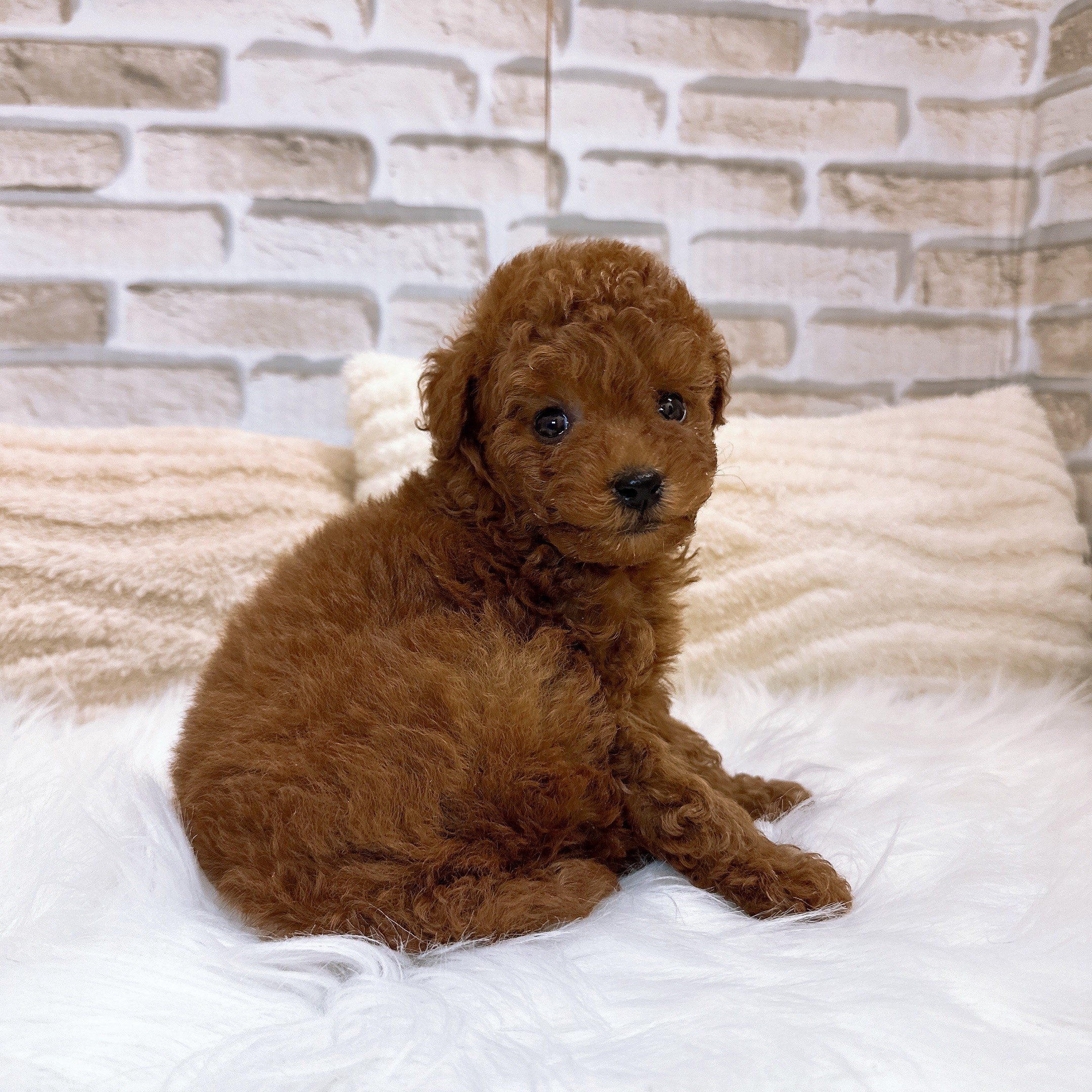 神奈川県のトイプードル(タイニー) (犬の家＆猫の里モザイクモール港北店/2025年10月26日生まれ/女の子/レッド)の子犬の1枚目の画像