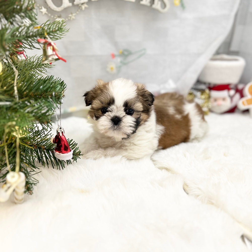 静岡県のシーズー (犬の家＆猫の里MEGAドン・キホーテ袋井店/2025年10月27日生まれ/女の子/ゴールドホワイト)の子犬の1枚目の画像