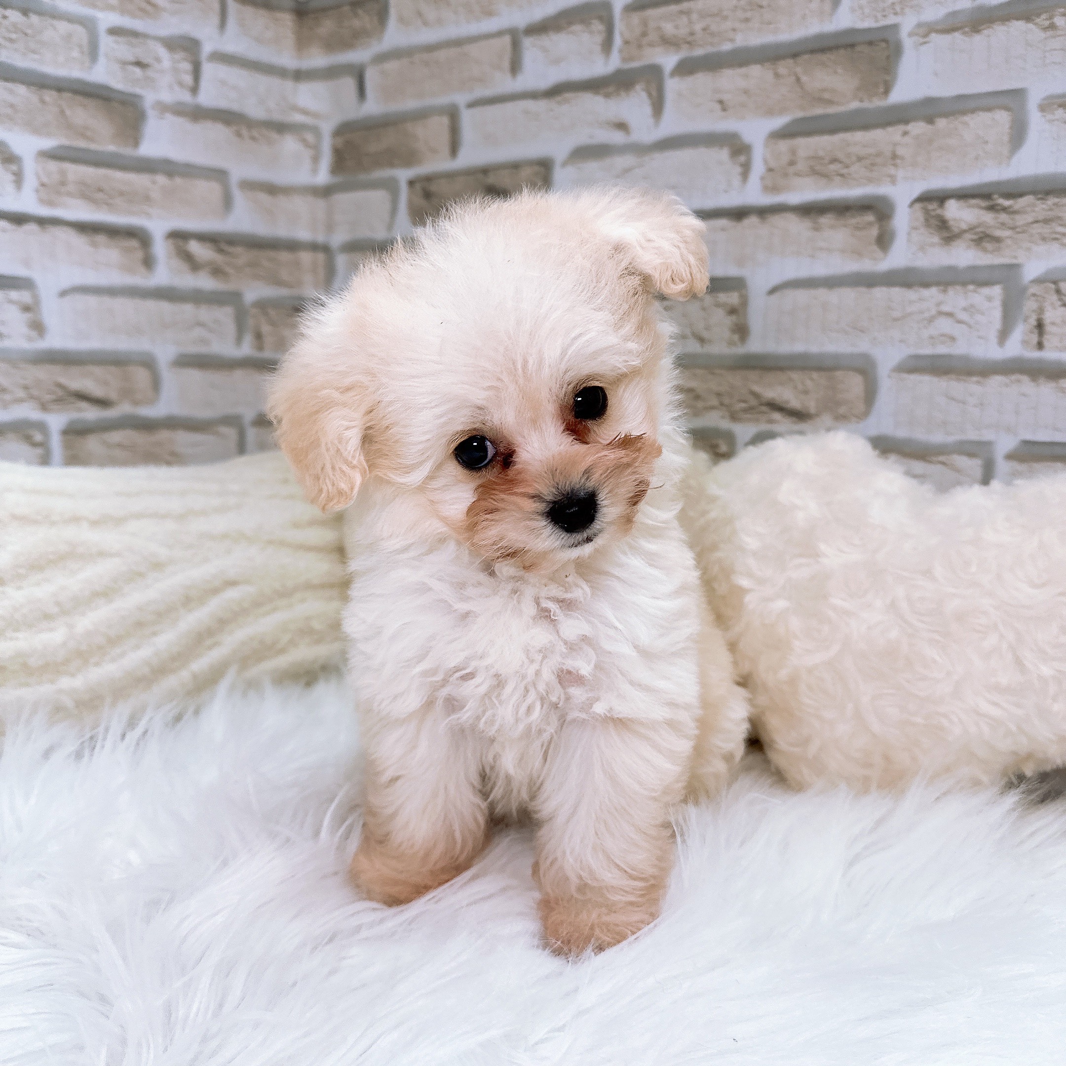 神奈川県のポメプー(ポメラニアン×プードル) (犬の家＆猫の里モザイクモール港北店/2025年10月26日生まれ/女の子/ホワイト)の子犬の1枚目の画像