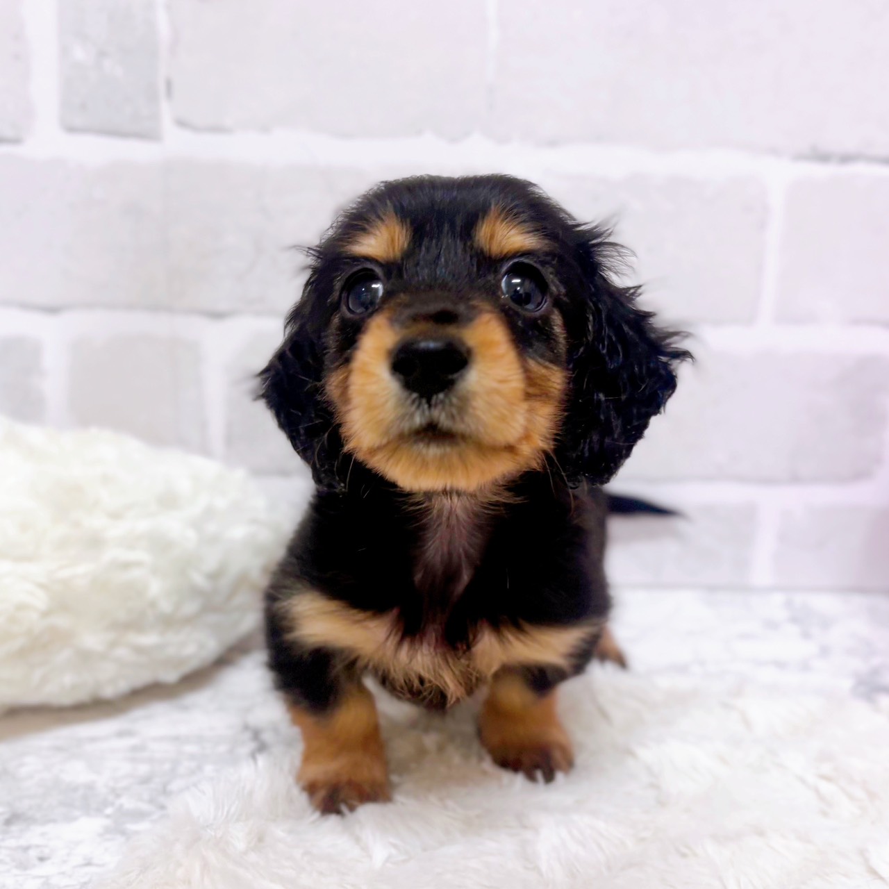 京都府のミニチュアダックスフンド(ロング) (犬の家＆猫の里京都精華店/2025年10月28日生まれ/男の子/ブラックタン)の子犬