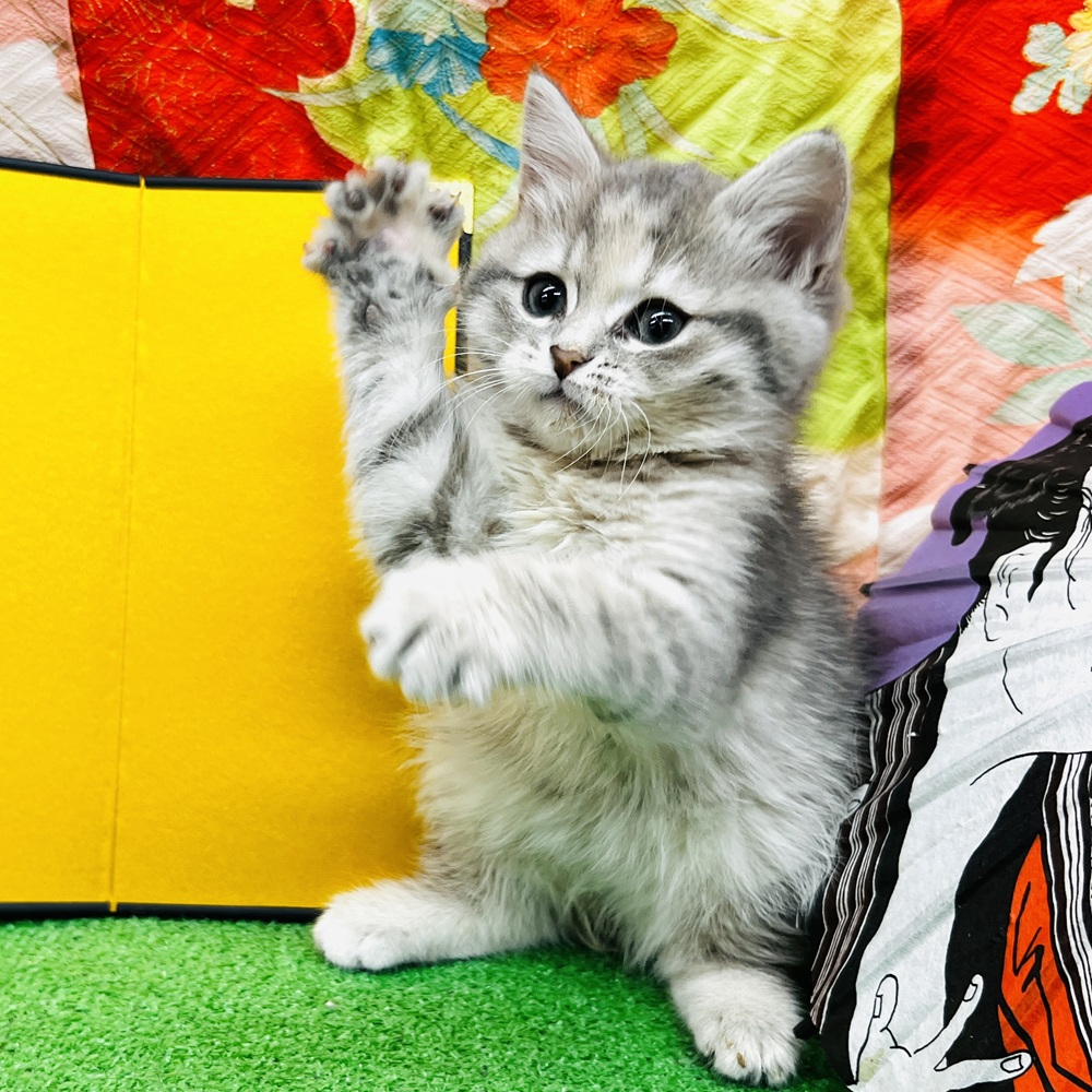 愛知県のサイベリアン (犬の家＆猫の里名古屋天白店/2025年10月24日生まれ/女の子/ブルーパッチドタビーホワイト)の子猫の1枚目の画像