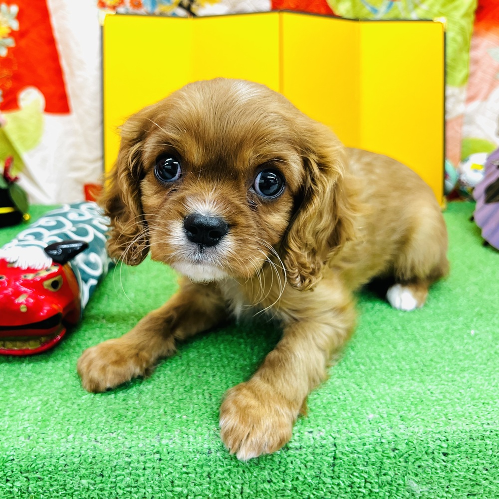 愛知県のキャバリアキングチャールズスパニエル (犬の家＆猫の里名古屋天白店/2025年11月2日生まれ/男の子/ルビー)の子犬の1枚目の画像