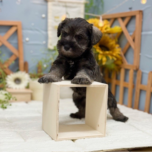千葉県のミニチュアシュナウザー (犬の家＆猫の里ワンズモール稲毛店/2025年11月2日生まれ/女の子/ソルトペッパー)の子犬の1枚目の画像