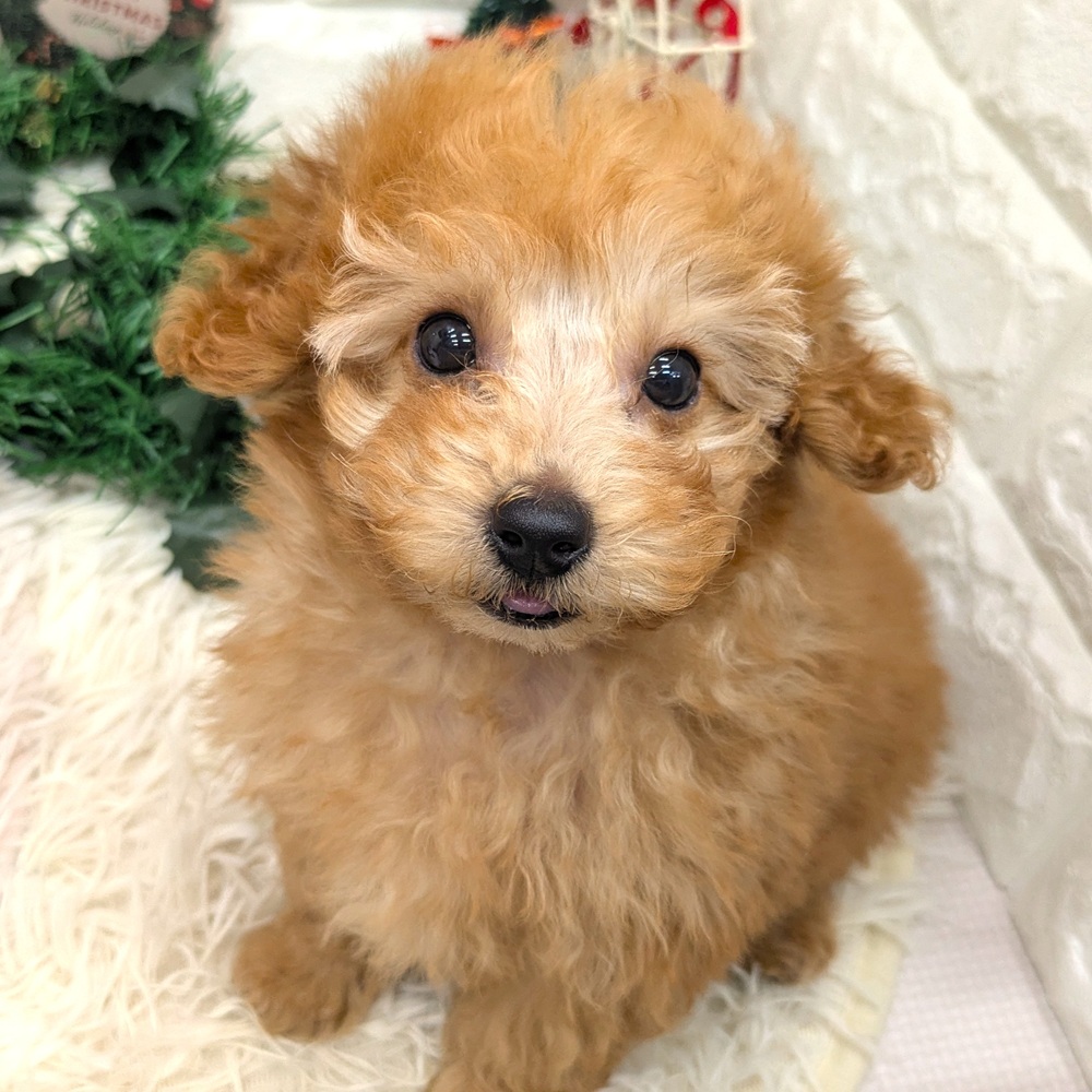 愛知県のトイプードル(トイ) (犬の家＆猫の里MEGAドン・キホーテ東海名和店/2025年11月1日生まれ/男の子/アプリコット)の子犬の1枚目の画像