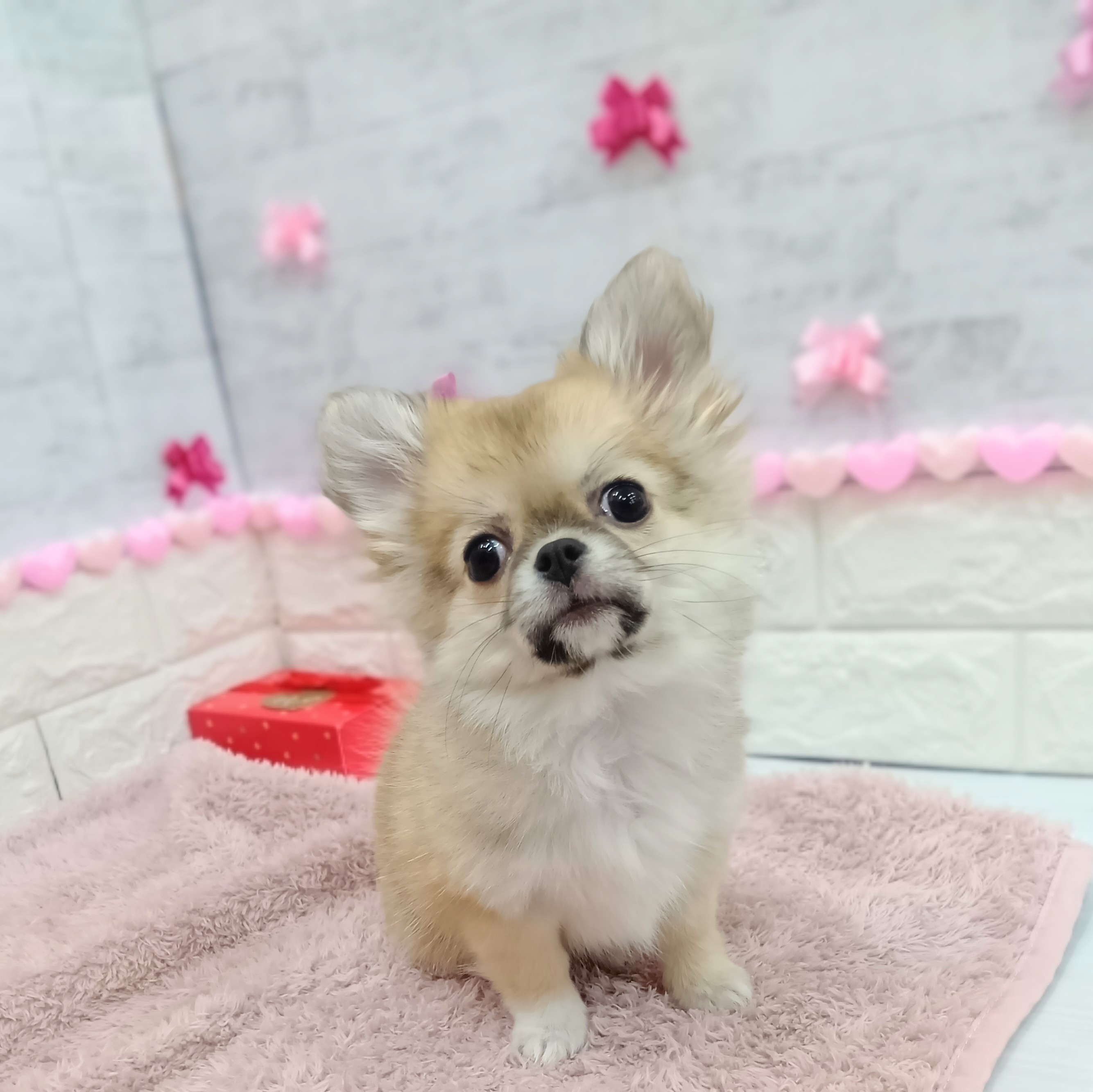 静岡県のポメチワ/チワポメ/ポメチー(ポメラニアン×チワワ) (犬の家＆猫の里プレ葉ウォーク浜北店/2025年11月2日生まれ/女の子/レッド)の子犬の1枚目の画像