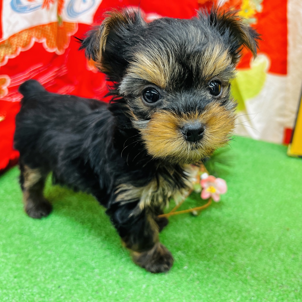 愛知県のヨークシャーテリア (犬の家＆猫の里名古屋天白店/2025年11月2日生まれ/女の子/スチールブルータン)の子犬の1枚目の画像