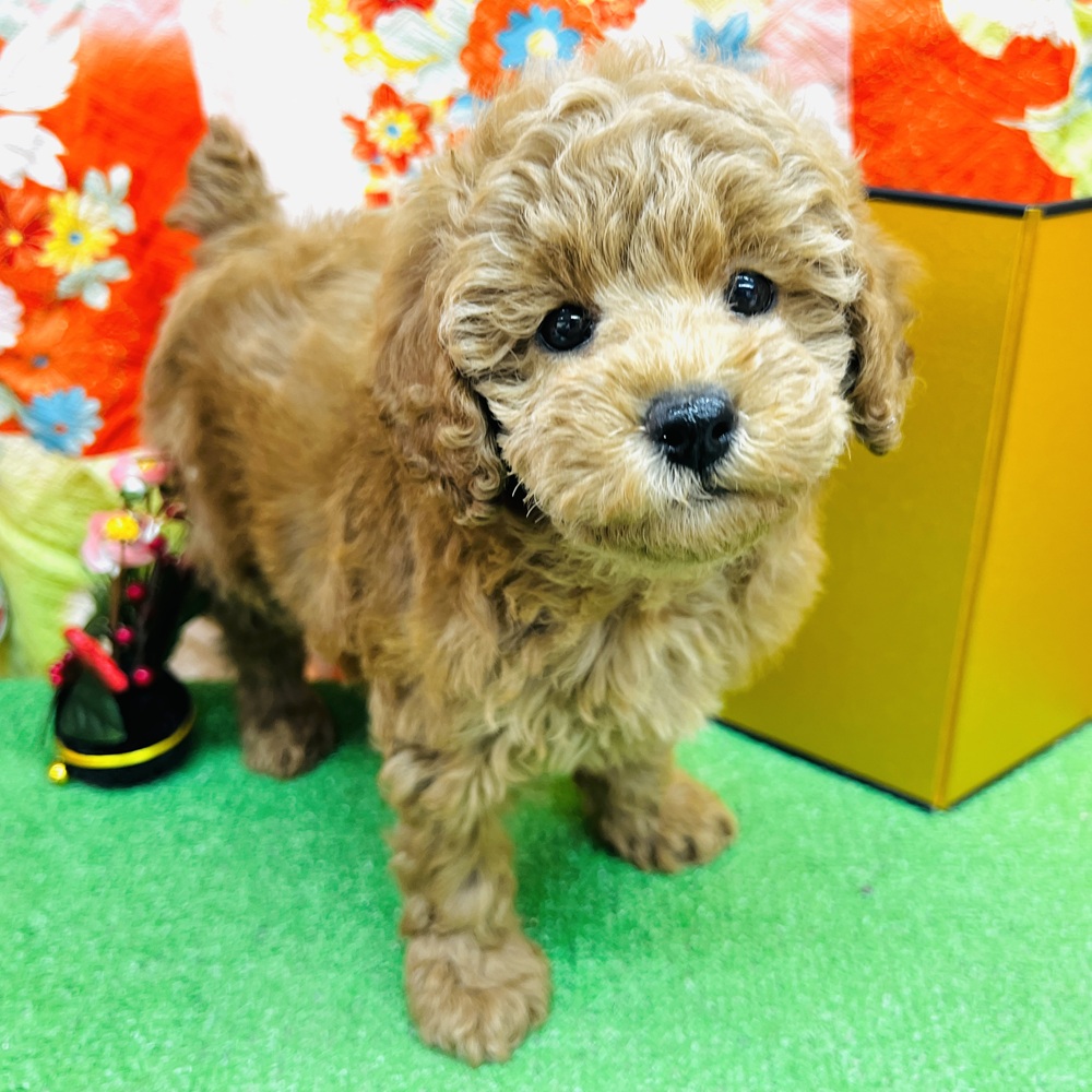 愛知県のトイプードル(トイ) (犬の家＆猫の里名古屋天白店/2025年10月29日生まれ/女の子/レッド)の子犬の1枚目の画像