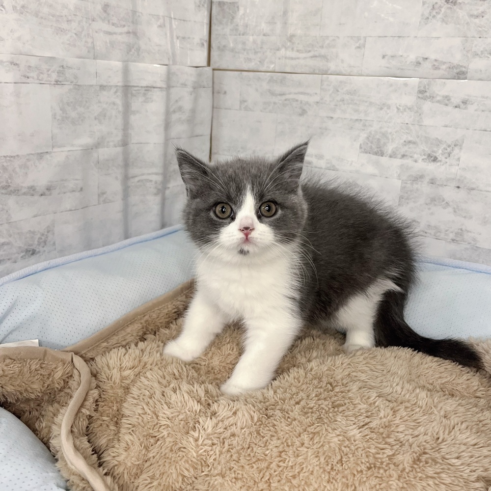 長野県のブリティッシュショートヘアー (犬の家＆猫の里塩尻店/2025年10月30日生まれ/女の子/ブルーホワイト)の子猫の1枚目の画像